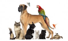 featured-banner-pet-animal