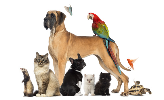 Pet Animal Name Selection